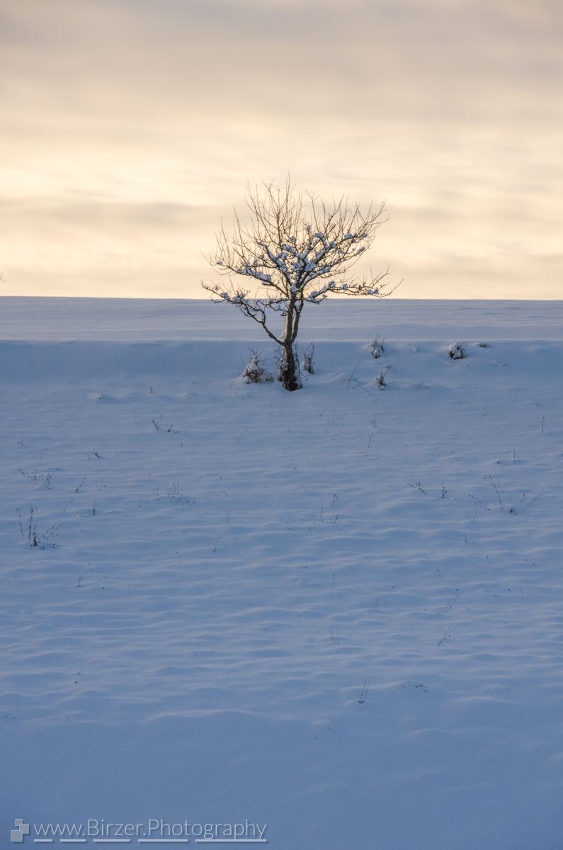 Winter landscape with tree in sunset